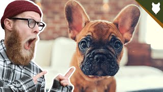 What To Do With A NEW FRENCH BULLDOG PUPPY?!