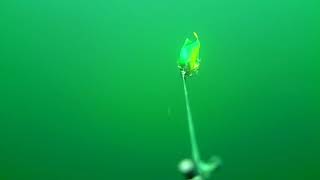 Pike attacks Water Wolf camera and one second after the lure
