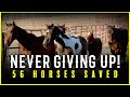 Never Giving Up! 56 Horses Saved - Horse Shelter Heroes S4E46