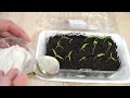 Насыпьте Это Рассада Будет Мощная и Без Подкормки Урожай Удивит the seedlings will be powerful