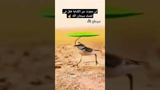 #صلوا_على_النبي #سبحان_الله #لا_اله_الا_الله #الله_اكبر #explore #لايك 🎧🤲