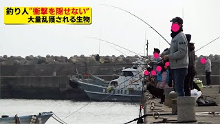 釣り人にとってショックな出来事【堤防異常現象】許されぬまずめの痕跡をとりもどす人々（868話目）