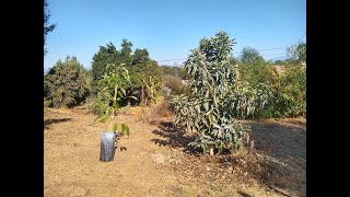 Training young avocado trees