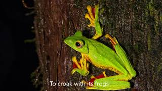 Monsoon Magic AMBOLI – Macro Photography Tour