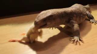 Bosc Monitor Feeding Time 2x Day Old Chicks