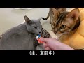 【にあにゃあ】ぼっちが現実に打ちのめされる動画【猫カフェ】