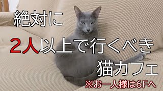 【にあにゃあ】ぼっちが現実に打ちのめされる動画【猫カフェ】