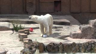 ホッキョクグマ　デナリ　外でのごはんタイム　PolarBear　Denali