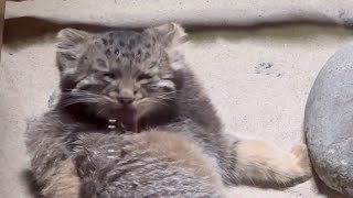 ひたすら毛繕いするマヌルネコの子供🐈‍⬛　8月3日 上野動物園　マヌルネコ