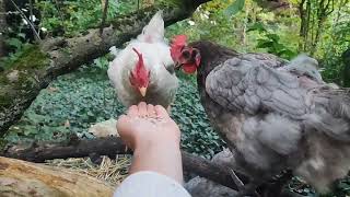 【鶏日記】留守から戻って迎えてくれた鶏たち#にわとりこ #にわとり #coq #hens #hens #poules #ニワトリ #雄鶏 #鶏 #鶏日記 #卵 #庭