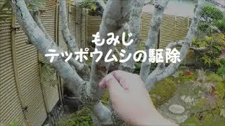 【もみじ】テッポウムシの駆除