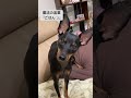 【ミニピン】動きを止める魔法の言葉　 shorts miniaturepinscher ミニチュアピンシャー ミニピン 犬