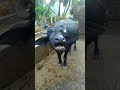 Buffalo part - 90#village #baffalo #sound #shorts #animals