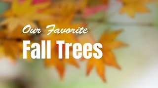 Our Favorite Fall Trees