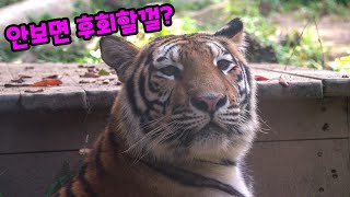 【에버랜드 호랑이】역대급 나무오르기 기술을 보여준 무궁🐯🌳그걸본 태범이의 웃긴반응  Famous Tiger Family in Korea, cat tiger