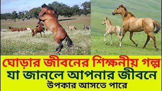 জীবনের চলার পথে আমাদের পিছনে অনেকে জীবন উৎসর্গ করে দেয় যা আমরা জানতেই পারি না।horse story