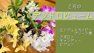 2024年2月5日　2月のデンドロビューム　ノビル系の花と蕾　人気のグリーン愛　アポロン　花数の多いキャンディー　お買得品のビジョン　微粉ハイポネックス