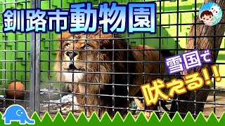 【北海道/釧路市動物園】冬の動物園！シロクマごはんタイム＆ライオン吠える