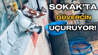 SOKAK’ORTASINDA  ELVAN GÜVERCİNLER UÇURUYOR !