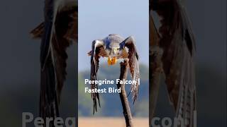 Peregrine Falcon | Fastest Bird