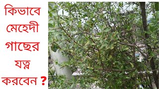 মেহেদী গাছের যত্ন ।মেন্দি /হেনা পরিচর্যা । Henna plant care