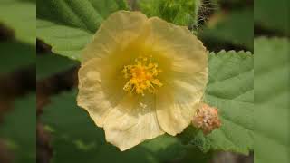 Médecine rurale Sida à feuilles Cordées ( Sida cordifolia )