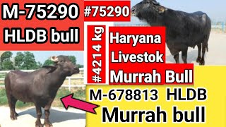 #hldb के इन 2 #murrah बुलों का result✅️ आता है लाजवाब !😱#hisar #farm