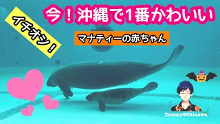 今！沖縄で１番かわいい！美ら海水族館のマナティの赤ちゃん