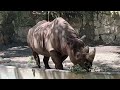 マロくんのようすです。【2023年8月3日】【上野動物園】ヒガシクロサイ