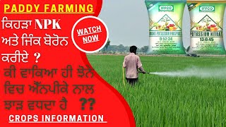 Paddy npk 13045 or 05234 dose, timing and yield effect