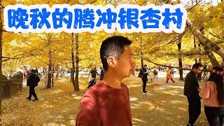 晚秋的腾冲银杏村，美不胜收值得留恋【杜思聪游记】