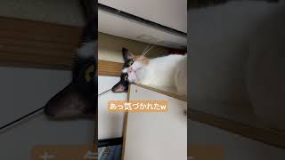 猫に気づかれないように寝顔を撮りたい