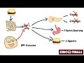 how does sitagliptin work dpp 4 inhibitors and glp 1 mimetics