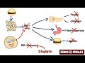 how does sitagliptin work dpp 4 inhibitors and glp 1 mimetics