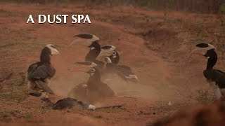 Dirty Dancing: Malabar Pied Hornbills and their Winter Dust Spa