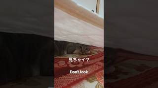 隠れてる猫 Hiding cat