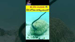 ఈ చేప ఎందుకిలా చేస్తుంది?😲🔥 Facts in Telugu #shorts #viral