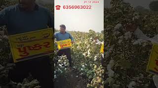 Ankur pushkar l अंकुर पुष्कर l અંકુર પુષ્કર l high yielding cotton seeds 2024 #cottonseeds #farming