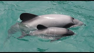 Hear  the mini whales \u0026 the Dolphins of the Baltic Sea Talk