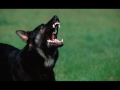 dog barking sound effect in best quality