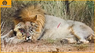 45 Painful Lion Was Stabbed By Hundreds Of Porcupine Spikes When Foolishly Hunted Porcupine