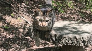 お喋り大好き！全力で甘えまくるキジトラ猫ニャッハー