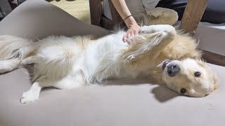 撫でるのを止めるたびどんどん仰向けになっていく愛犬ww