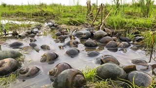 Top fisherman, Meet the Snail Catching MASTER with Years of Field Experience!