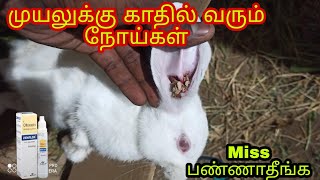 முயலுக்கு காதில் வரும் நோய்கள் | Diseases of the rabbit's ear | Trichy Rabbit Farm