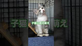 子猫の仕草に萌え萌え #子猫