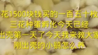 花1500块钱买的一百五十枚三花种蛋孵化，已经出壳一天了，今天教一下大家刚出壳的小鹅怎么养，怎么给小鹅保温，怎么给小鹅喝水，好好学好好看，很多网友让我孵化小鹅卖，没有便宜的种蛋和好的蛋，根本就不挣钱