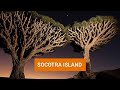 SOCOTRA ISLAND FACT I #short #fact #socotraisland #ytshorts