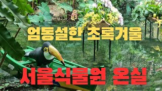 엄동설한 초록겨울 서울식물원 온실