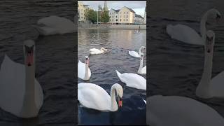 The beauty of a swan is Amazing#shorts #ytshorts